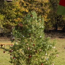 Predposledný deň na Farme