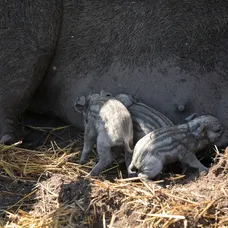 Cecilka vrhla mladé priamo pred zrakmi farmárov