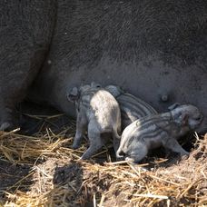Cecilka vrhla mladé priamo pred zrakmi farmárov
