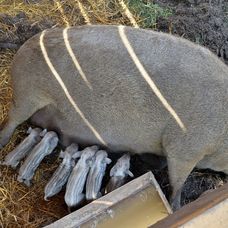 Cecilka a jej ratolesti