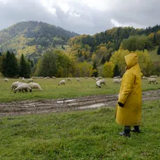 Ovečky na Farme