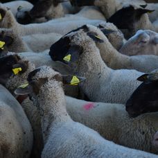 Nehoda v katastri obce Trhová Hradce.