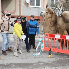 Ťaviak Ali v Hornej Dolnej