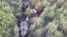 VIDEO: Rodina na Kamčatke nasadila do pátrania po stratenom huskym dron. Keď ho našli, čakalo ich obrovské prekvapenie