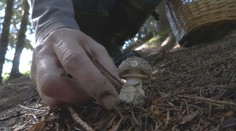 Po výdatných dažďoch sa objavili prvé tohtoročné huby. Všetky však nie sú jedlé a dajú sa ľahko pomýliť