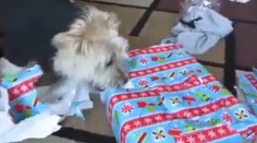 To je radosť! Aj psíkovia si našli pod stromčekom darčeky