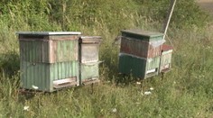 Včelár František prišiel o všetko. Zlodeji mu ukradli včely aj s medom