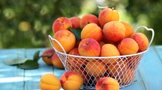 Dozrievajú marhule: Po roku si zopakujte klasiku, skúste aj zaujímavý recept šéfkuchára