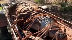 VIDEO: Ochranárom sa podaril parádny úlovok. Chytili krokodíla veľkého ako auto