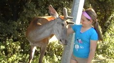 Rožňavčania si robili selfie s jeleňom. Prišiel priamo do mesta