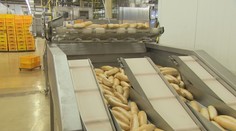 Klasické biele rožky sú národným fenoménom. Nazreli sme na ich výrobu