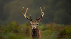 Polícia odvolala pátranie po ozbrojenom jeleňovi. Puška, ktorú ukradol poľovníkovi, sa našla
