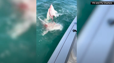 VIDEO: Najskôr im ukradli úlovok, potom zaútočili na loď. Rybári narazili na skupinu rozbesnených žralokov