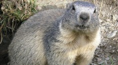 V Mengusovskej doline našli mŕtveho svišťa, podľa ochranárov je to ojedinelé