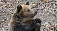 Čerstvo zobudený medveď zaútočil na horára. Má doškriabané telo a natrhnuté ucho
