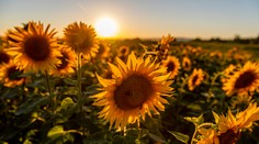 Rusko je najväčším producentom slnečnicového oleja. Od piatka zakáže vývoz semien z krajiny