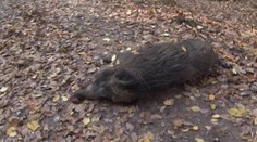 Desať mŕtvych diviakov pri Drietomej. Zabil ich netvor