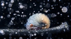 FOTOGALÉRIA: Ohurujú krásou aj nútia človeka sa zamyslieť. Ocenili najpozoruhodnejšie snímky z oceánov