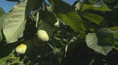 Banán severu či ázijská hruška. Nitriansky pestovateľ má záhradu plnú nevšedných plodov