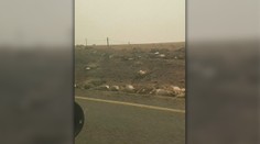 Hrozivý pohľad na Austráliu: Cesty lemujú mŕtve telá zhorených zvierat