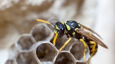 Tehotnú Češku bodol hmyz: Skončilo sa to obrovskou dierou v nohe