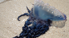 Na pláži v Španielsku sa objavil nebezpečný tvor. Jediný jeho dotyk môže zabiť