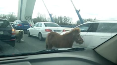 Šoféri sa nestačili čudovať. Na moste Apollo sa naháňali poník a ovca