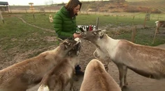 Celý rok sa starajú o soby a pripravujú ich na roznášku darčekov s Mikulášov