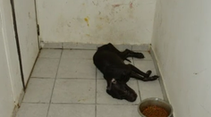 Muž z Galanty na smrť utýral psa, vyhrážal sa aj malému synovi (6)