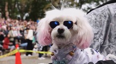 Ako oslavujú Dušičky vo svete? Psy v kostýmoch, párty na cintorínoch, strašidlá v dome