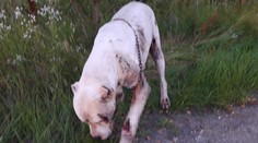 Hrozivý čin pri Piešťanoch. Psa ťahali za autom, pohľad na doráňanú dogu vháňa slzy do očí