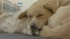 Dojímavé video: Psík nechcel opustiť mŕtveho kamaráta