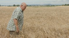 Žatva sa rozbehla a farmári kosia tohtoročnú úrodu. Očakáva sa nižšia, no sýpky by nemali byť prázdne
