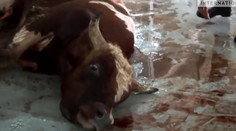 Zábery, z ktorých je do plaču. Kruté zaobchádzanie sa týka aj vyvážaných slovenských kráv