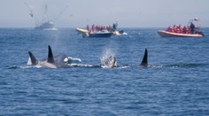 VIDEO: Posádka lode, ktorú napadol húf 30 kosatiek, prežila dve hodiny hrôzy