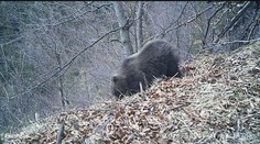 V areáli kúpeľov Sliač videli malé medvieďa. Miestni sa boja, či sa v okolí nenachádza jeho matka