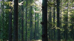 Rodičia opustili 7-ročného chlapca v lese za trest. Je nezvestný dva dni