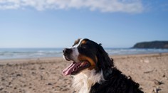 Zdravotné riziká dovoleniek: Veterinárka varuje pred chorobou, ktorá môže byť smrteľná