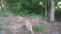 Tigra z Ukrajiny v pohraničí doteraz nezachytili ani policajné hliadky, ani technické zariadenia