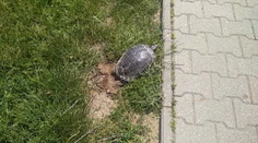 Exotika v Bratislave: Novou atrakciou sa stali korytnačky, ktoré kladú vajcia