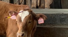 Strelec testoval svoje zbrane na bezbranných zvieratách. Jedno malo šíp v hlave