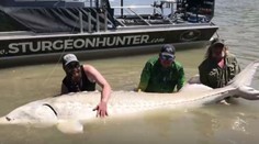 Parádny kúsok kanadských rybárov: Ulovili monštruózneho jesetera