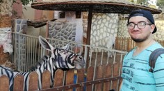 Bizarný podvod na návštevníkoch: Zoo v Káhire premaľovala somára na zebru