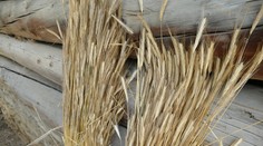 EÚ žiada Rusko, aby sa vrátilo k dohode o vývoze obilia z Ukrajiny