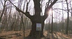 Titul Európsky strom roka chce získať Dračí dub z Malých Karpát. Hlas mu môžete dať ešte pár dní