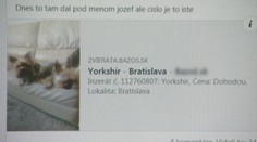 Ľudia sadli na lep podvodníkovi. Zaplatili za šteniatko, no nemajú psa ani peniaze