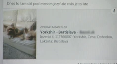 Ľudia sadli na lep podvodníkovi. Zaplatili za šteniatko, no nemajú psa ani peniaze