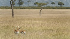 Hádanka na dnes: Geparda na fotke určite nenájdete, či?