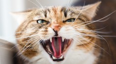 Lietadlo sa muselo krátko po štarte vrátiť na letisko. Na pilotov zaútočila agresívna mačka