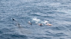 Je možné stornovať zájazd pre útok žraloka v letovisku? Opýtali sme sa cestoviek i poisťovní